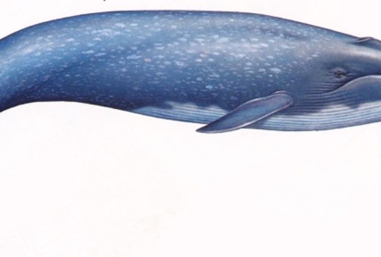 Blue Whale: Troppa psicosi?